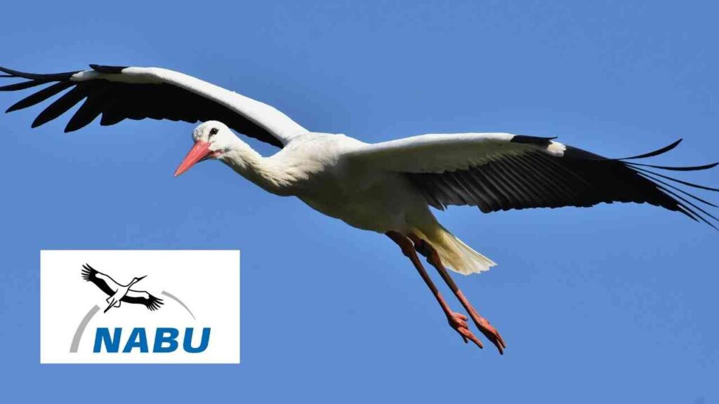 NABU lädt zu Taschenlampenwanderung im Biener Busch am 12. September ein