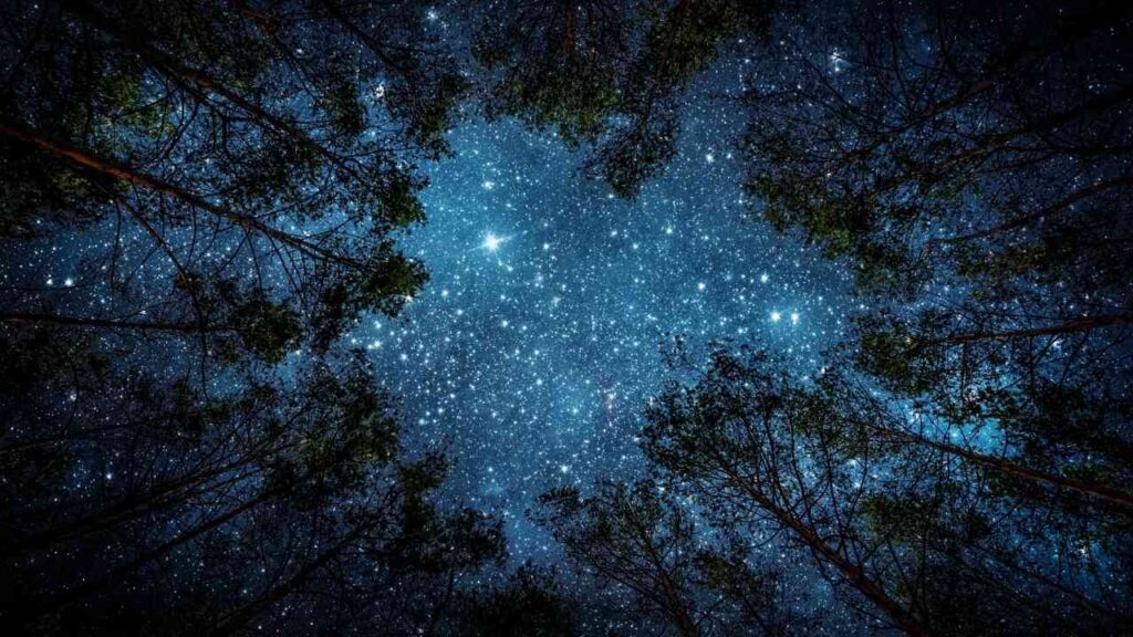 Sternenklare Nacht über Baumwipfeln, der Himmel erstrahlt mit funkelnden Sternen, eingerahmt von dunklen Silhouetten der Bäume.