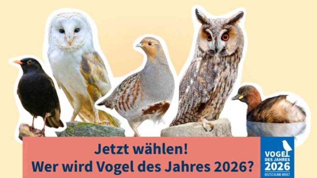 NABU ruft im Emsland und der Grafschaft Bentheim zur Wahl des Vogels des Jahres 2026 auf