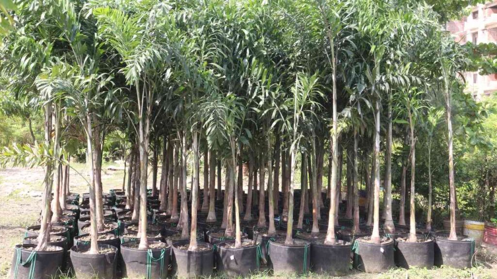 Baumschulen in Deutschland rückläufig