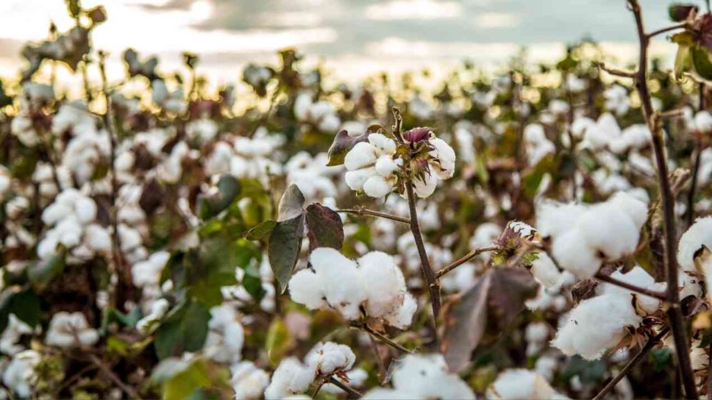 Nahaufnahme von Baumwollpflanzen mit weißen Blüten in einem Feld.