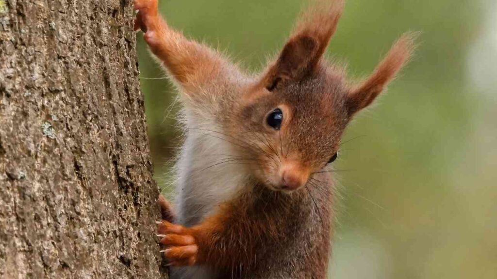 Eichhörnchen Kathy Büscher