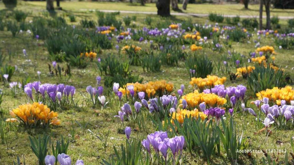 Bunte Frühlingsblumen in lila und gelb auf einer Wiese in einem Park.
