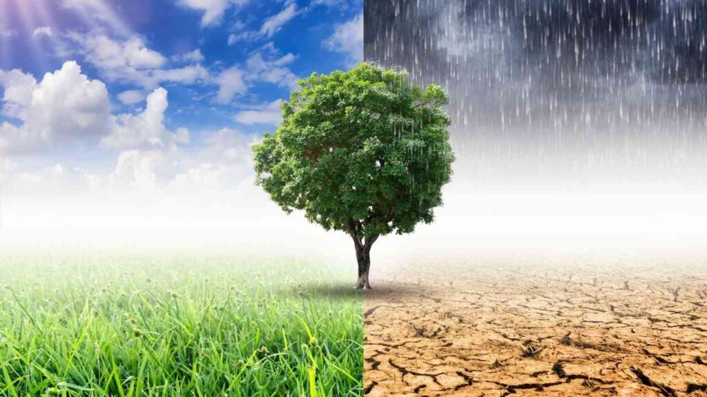 Baum in der Mitte einer Teilung zwischen grünem Gras und trockenem, rissigem Boden, symbolisiert Klimawandel.