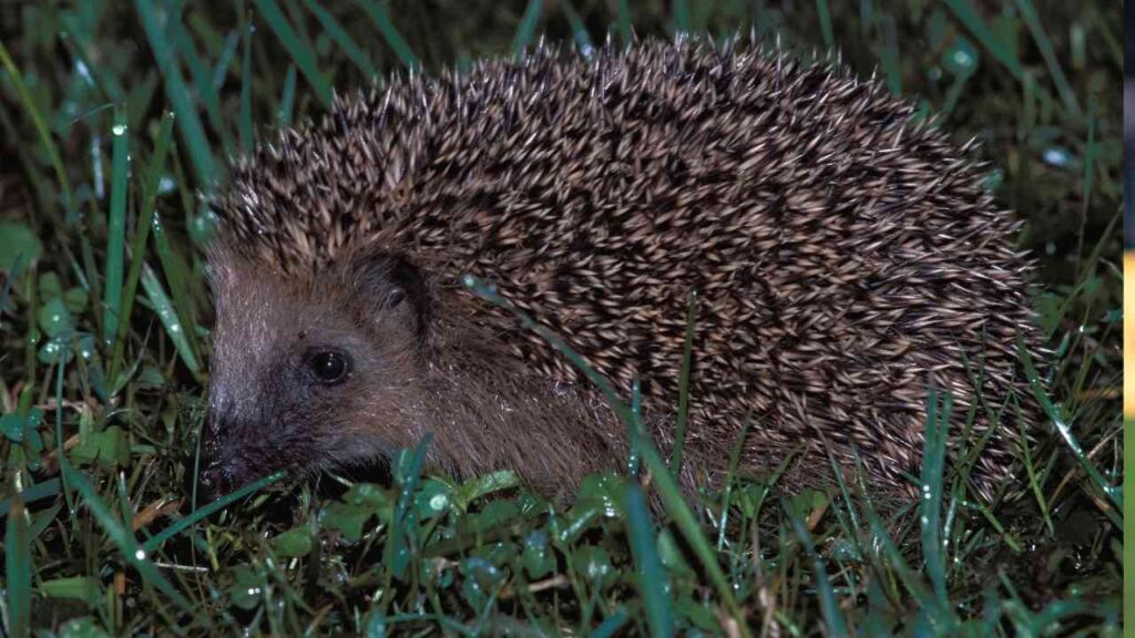 NABU ruft zur Igel-Petition auf: Weniger als 500 Unterschriften fehlen