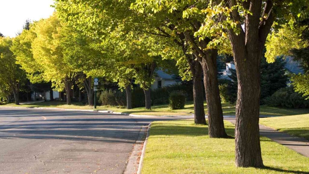 Straße mit Bäumen und Rasenflächen in einer Wohngegend, die eine ruhige Nachbarschaft darstellt.