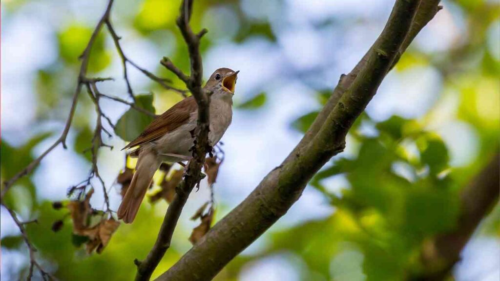Nachtigall als Brutvogel im Fokus der Studie