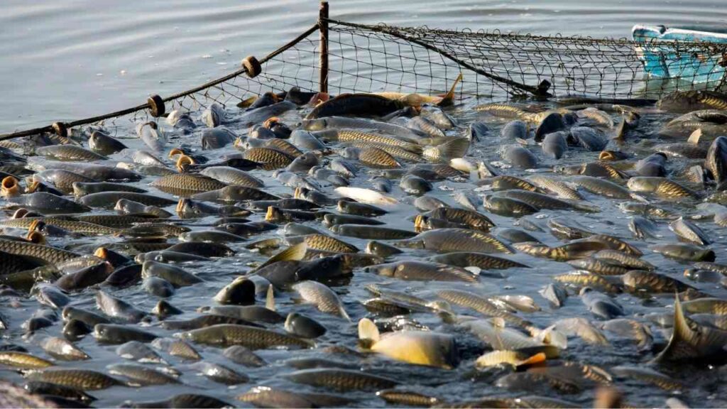 Eine große Ansammlung von Fischen in einem Netz in einem Gewässer, die sich um das Netz gruppieren.