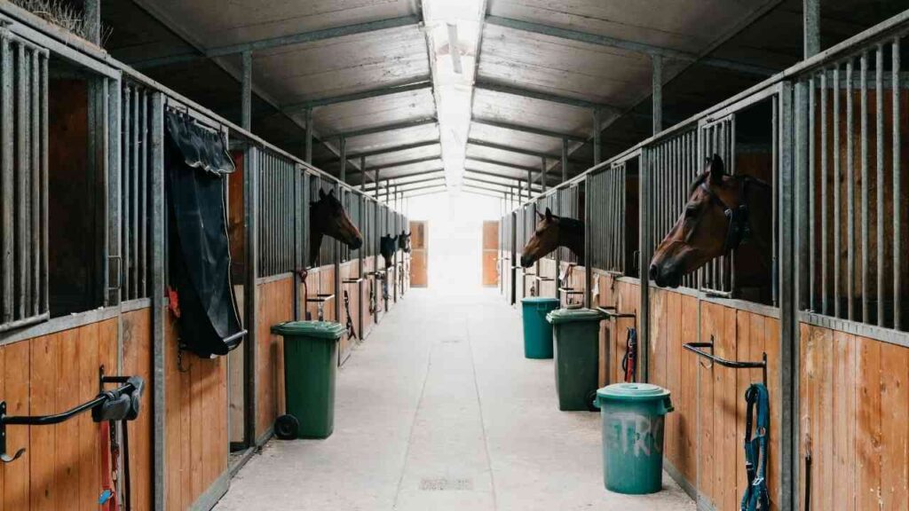 Innenansicht eines Pferdestalls mit mehreren Pferden, die aus ihren Boxen schauen.