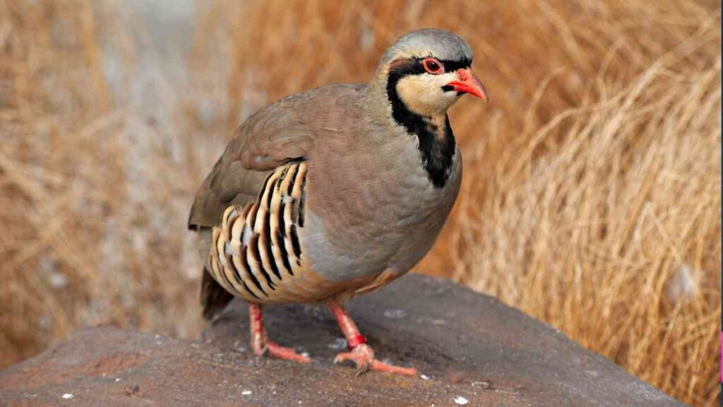 Ein Rebhuhn mit braunem Gefieder und rotem Schnabel steht auf einem Stein.
