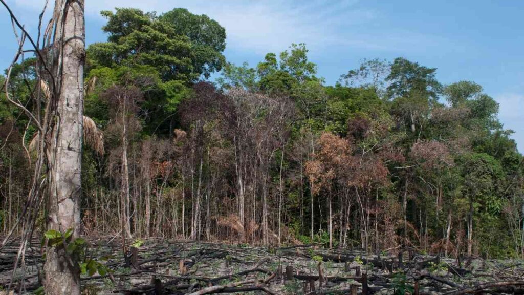 Abgeholzter Regenwald mit abgestorbenen Bäumen und grünen Baumkronen im Hintergrund.