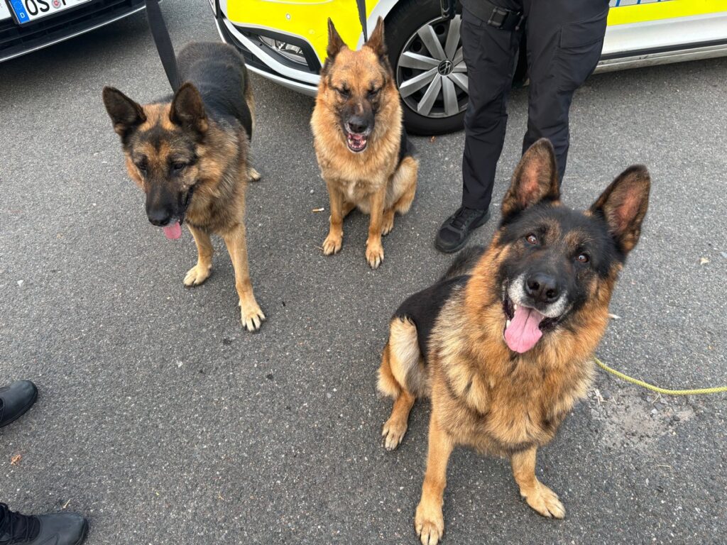 Drei Schäferhunde in einer urbanen Umgebung, zwei sitzen und einer steht, alle mit freundlichem Ausdruck.