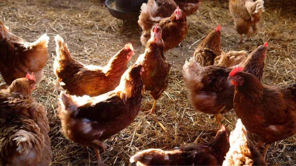 Geflügelstall mit Hühnern