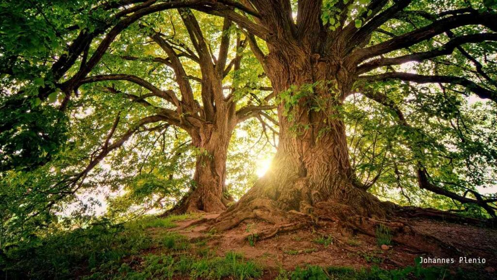 Zwei große braune Bäume mit üppigem Laub, die in der Sonne stehen und eine natürliche Umgebung bilden.