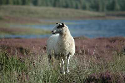 Meppen: Vortrag beleuchtet floristische Vielfalt am Versener Heidesee