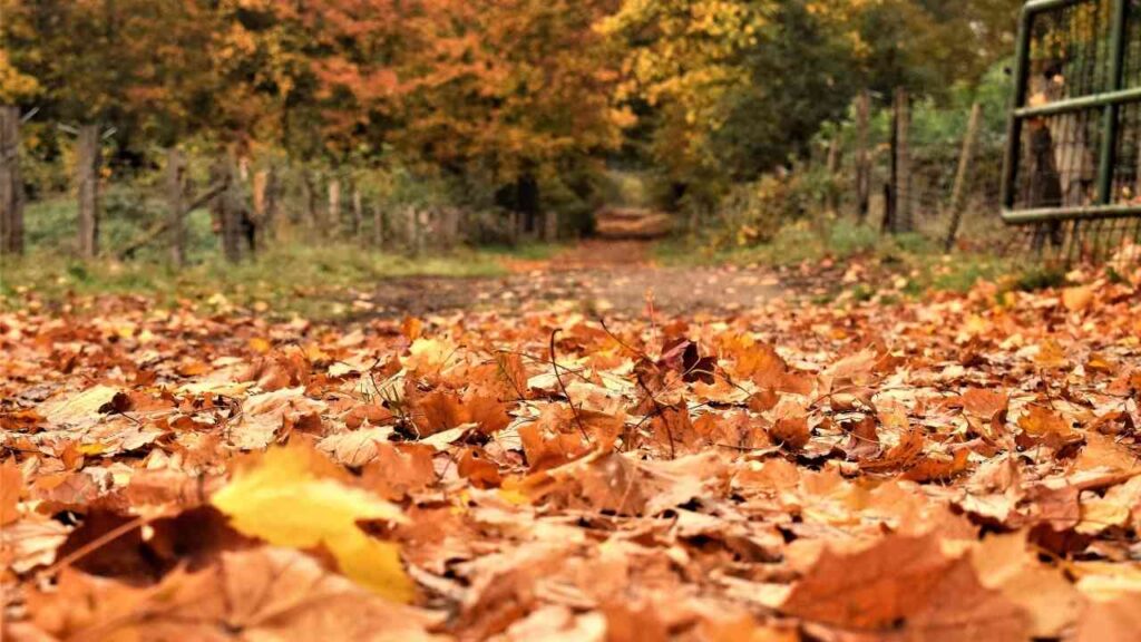 Bodenbedeckung aus bunten Herbstblättern auf einem Weg in einer ländlichen Umgebung.