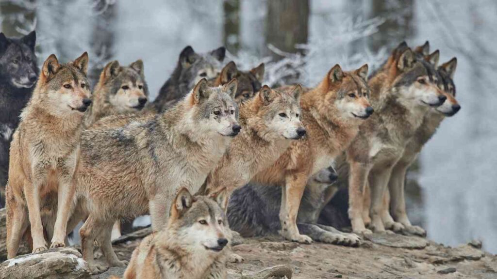 Wolf in freier Natur im Morgengrauen
