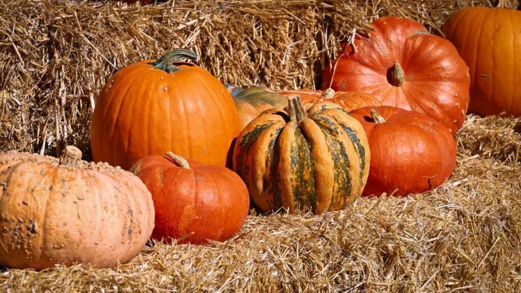 Vielfältige Kürbisse in verschiedenen Formen und Farben auf einem Strohhaufen angeordnet.