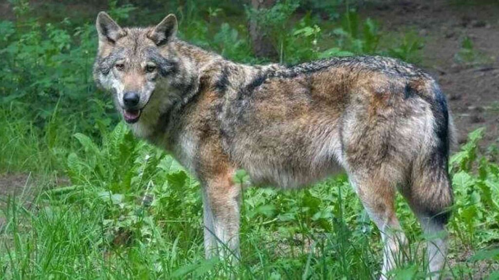 Wolf in natürlicher Umgebung