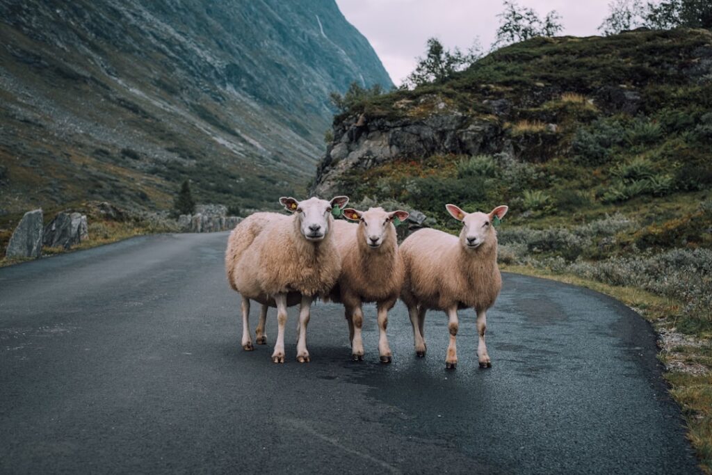 Drei Schafe stehen auf einer Straße in einer bergigen Landschaft mit grünen Wiesen im Hintergrund.
