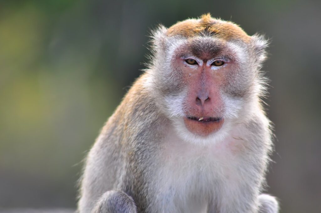 Nahaufnahme eines Makaken mit einem neutralen Gesichtsausdruck, der in die Kamera schaut.