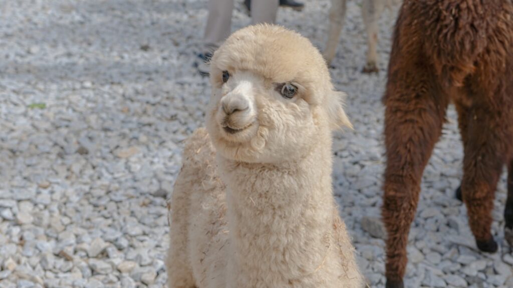 Junges Alpaka mit hellem Fell und neugierigem Gesichtsausdruck auf einem Schotterboden.
