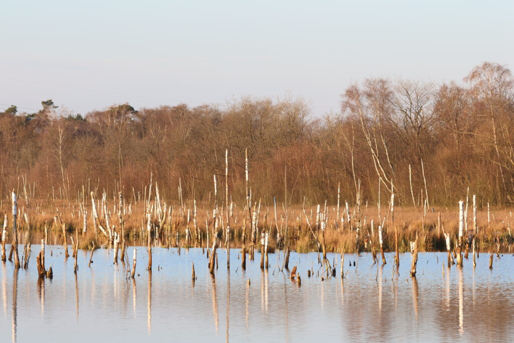 Stehende Baumstümpfe im Wasser eines ruhigen Gewässers mit reflektierenden Oberflächen.
