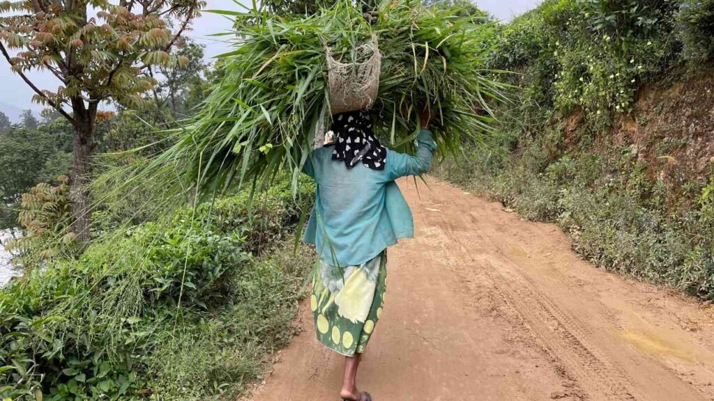 Person, die einen Korb mit Gras auf dem Rücken trägt, während sie einen unbefestigten Weg entlanggeht.