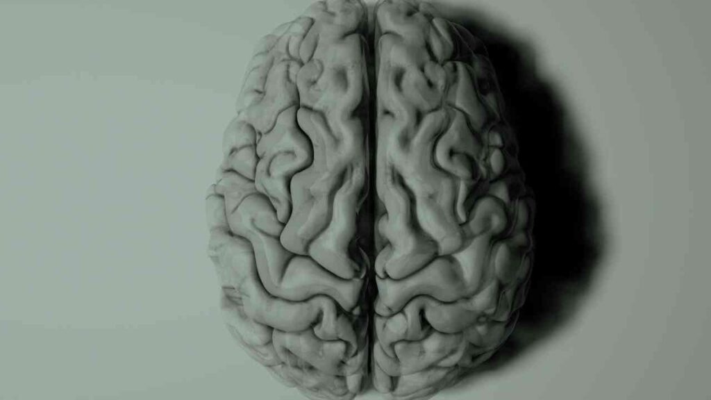 Graues menschliches Gehirn mit detaillierten Furchen und Windungen auf einem neutralen Hintergrund.