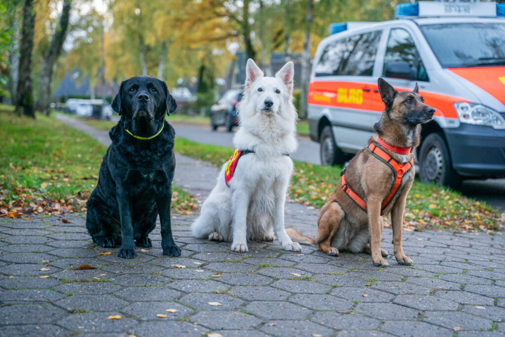 Drei Hunde in verschiedenen Farben und Rassen, die auf einem Gehweg sitzen, während ein Einsatzfahrzeug im Hintergrund steht.