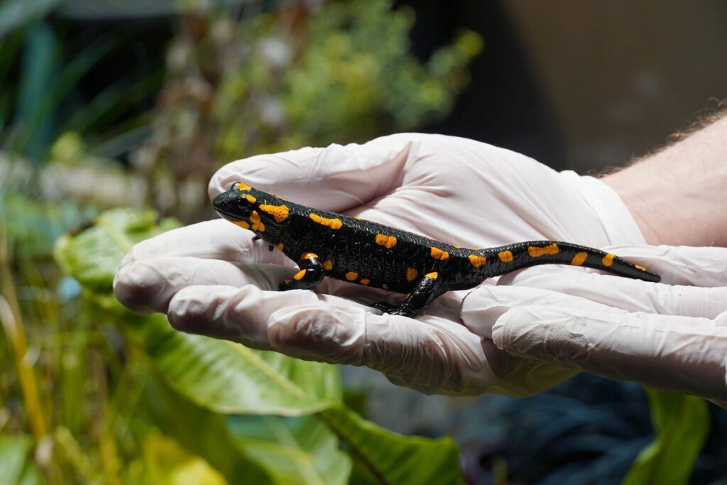 Schwarzer Salamander mit orangefarbenen Flecken, gehalten in einer Hand mit einem weißen Handschuh.