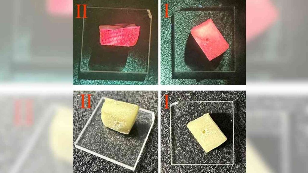 Vier Proben von Biolaser-Material in verschiedenen Farben und Formen auf Glasplatten.