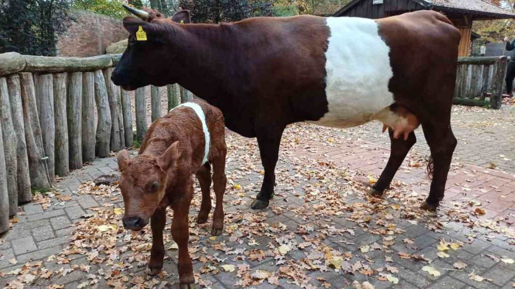 Eine braune Kuh mit weißem Fleck und ihr Kalb stehen auf einem gepflasterten Weg im Tierpark Nordhorn.