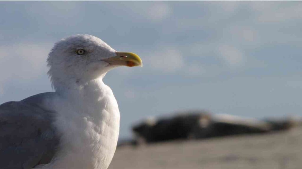 Möwe mit grauem Gefieder und gelbem Schnabel, die am Strand steht und in die Ferne blickt.