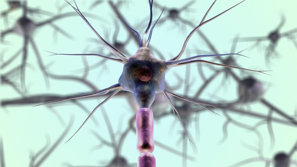 Grafische Darstellung eines Neurons mit verzweigten Dendriten und Axon in einem neuronalen Netzwerk.
