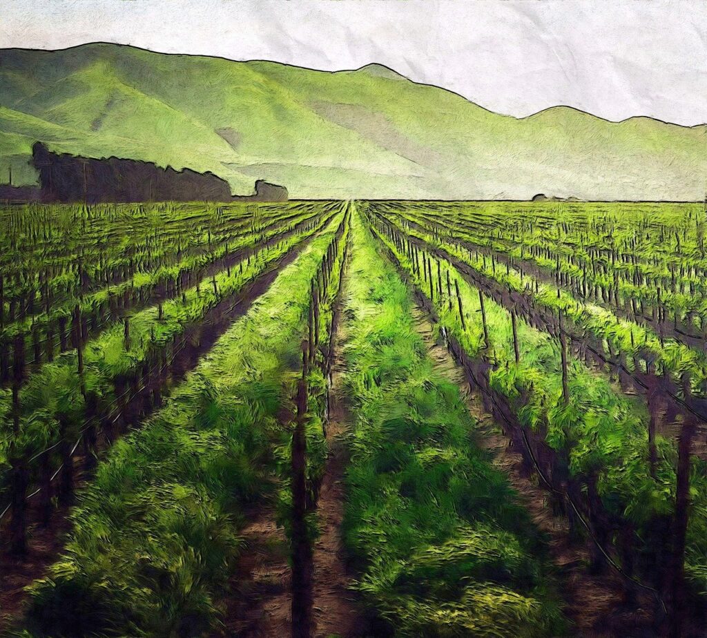 Weinberg mit Reihen von Reben und sanften Hügeln im Hintergrund unter klarem Himmel.