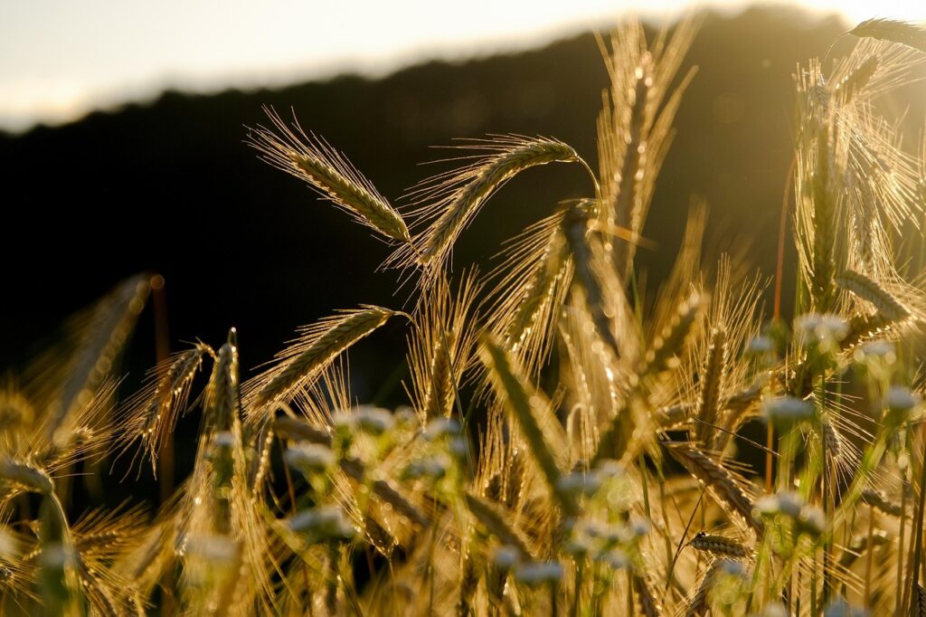 Nahaufnahme von reifem Roggenfeld mit goldenen Ähren im Sonnenlicht.