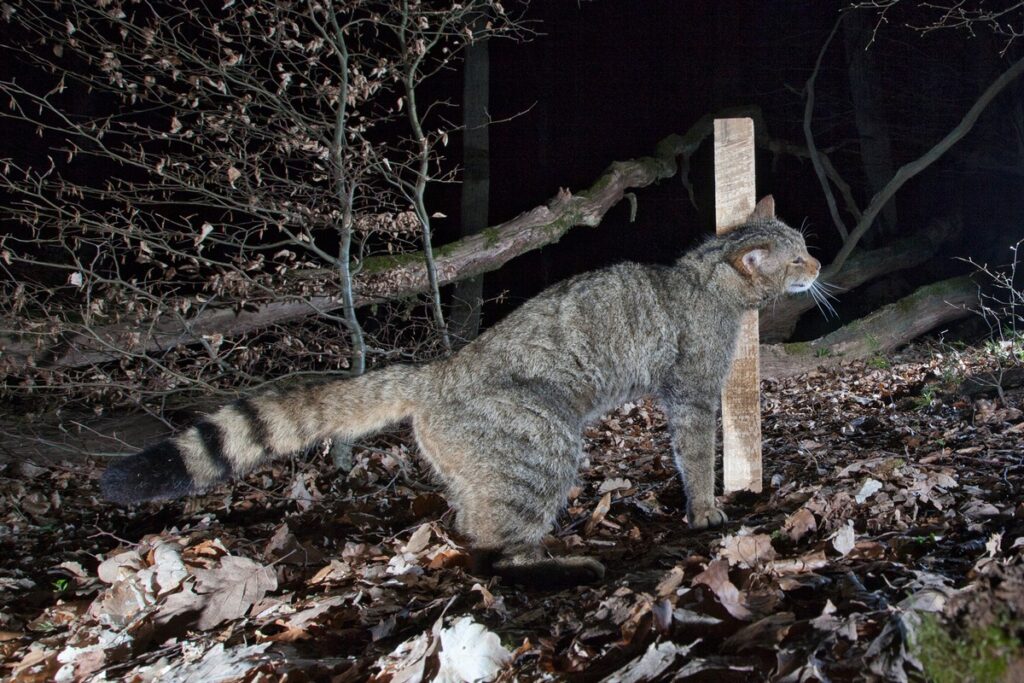 Wildkatze in einem Wald, die an einem Baumstamm schnüffelt, umgeben von Laub und Ästen.