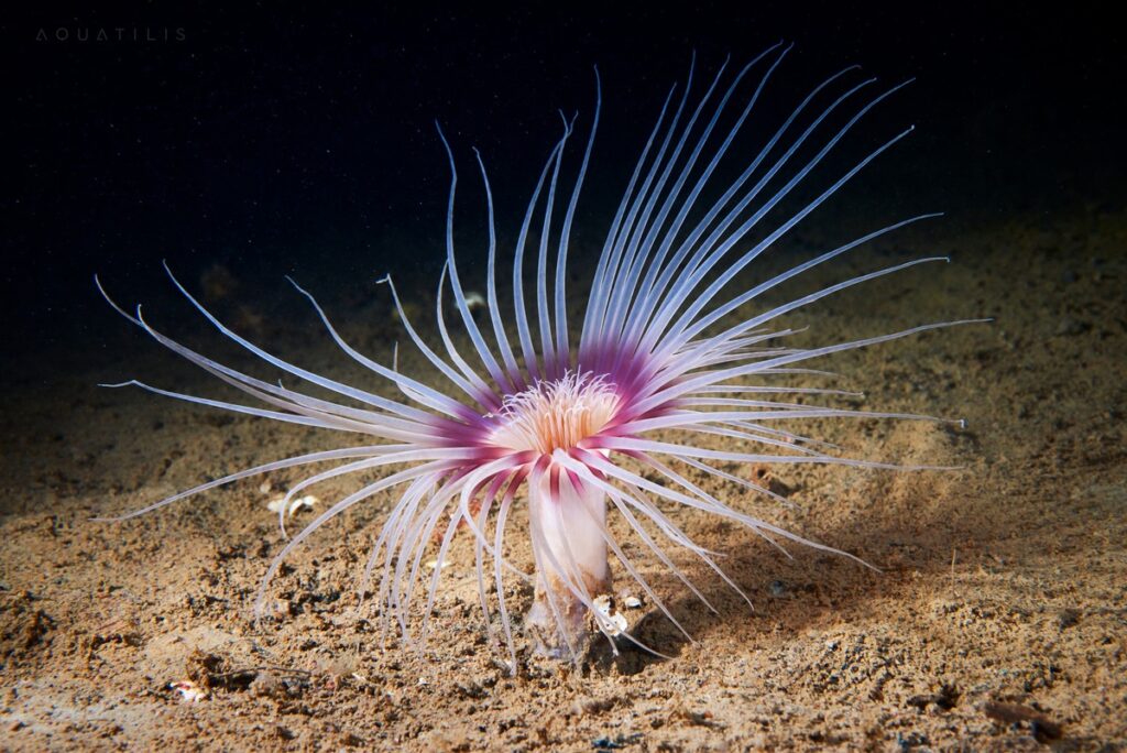 Millionenförderung für Meeresschutz / DBU startet Vorhaben Neue Ära für Nord und Ostsee