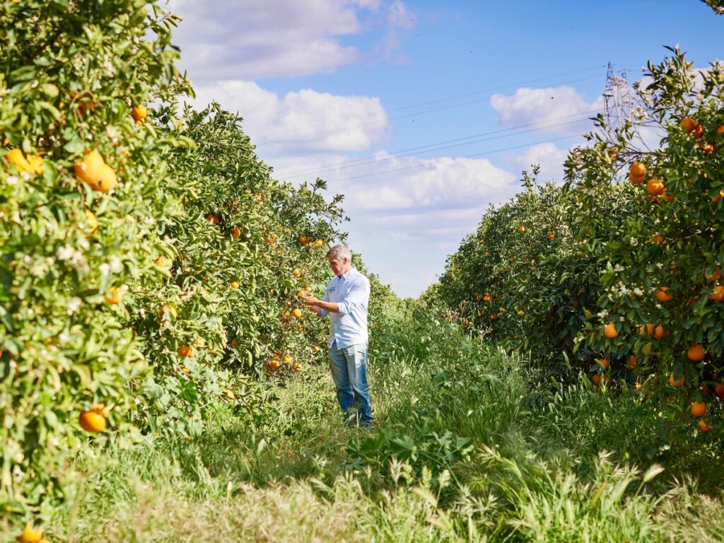 Mann, der in einem Obstgarten Orangen pflückt, umgeben von Orangenbäumen unter blauem Himmel.