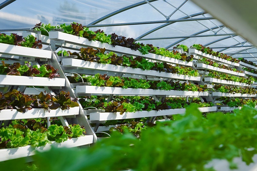 Vertikale Farm mit mehreren Regalen, die mit verschiedenen Salatsorten bepflanzt sind.