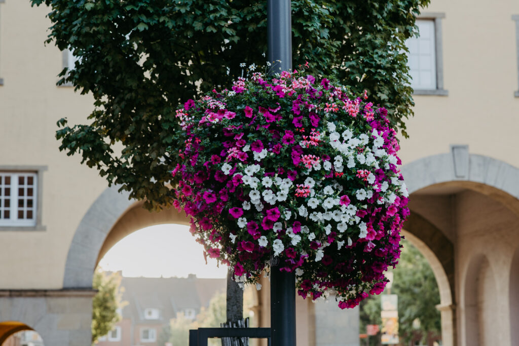 BvG Blumenampel Detail (c) Stadt Coesfeld