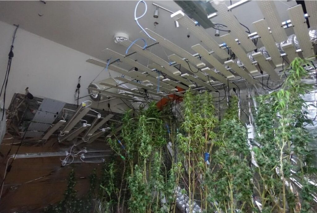 Bilder Plantage