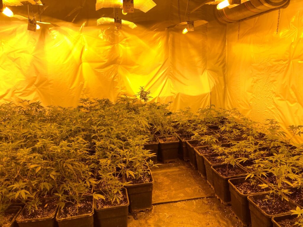 Cannabisplantage