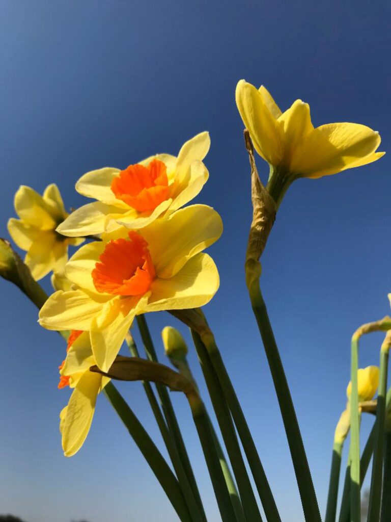 063 Frühlingszauber c Kreis Coesfeld Alexandra Domhöfer