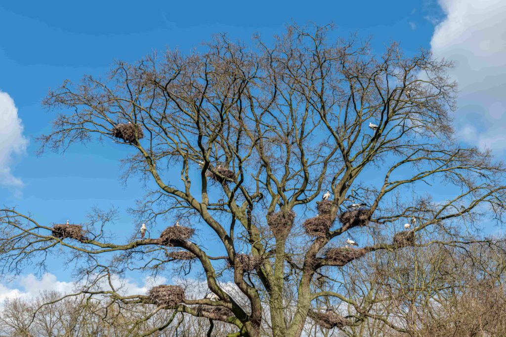 Die Storcheneiche 2025 © Franz Frieling