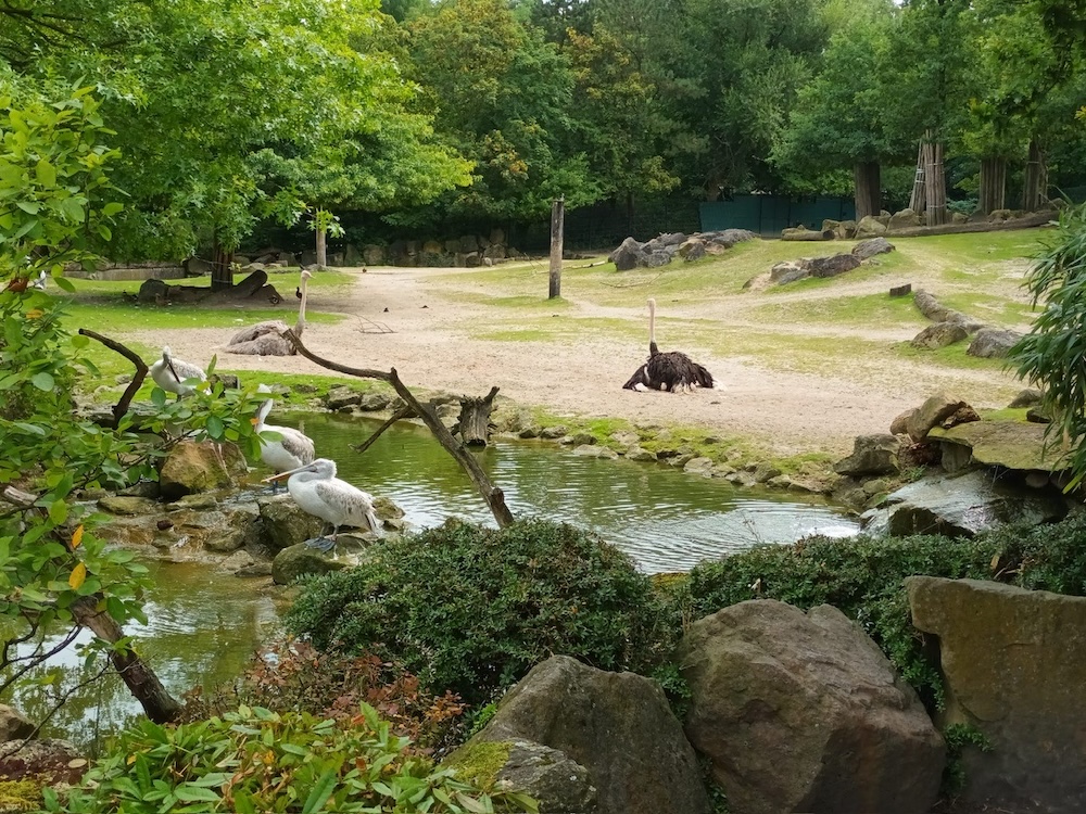 Ferienpass 2024 Zoo Strauß