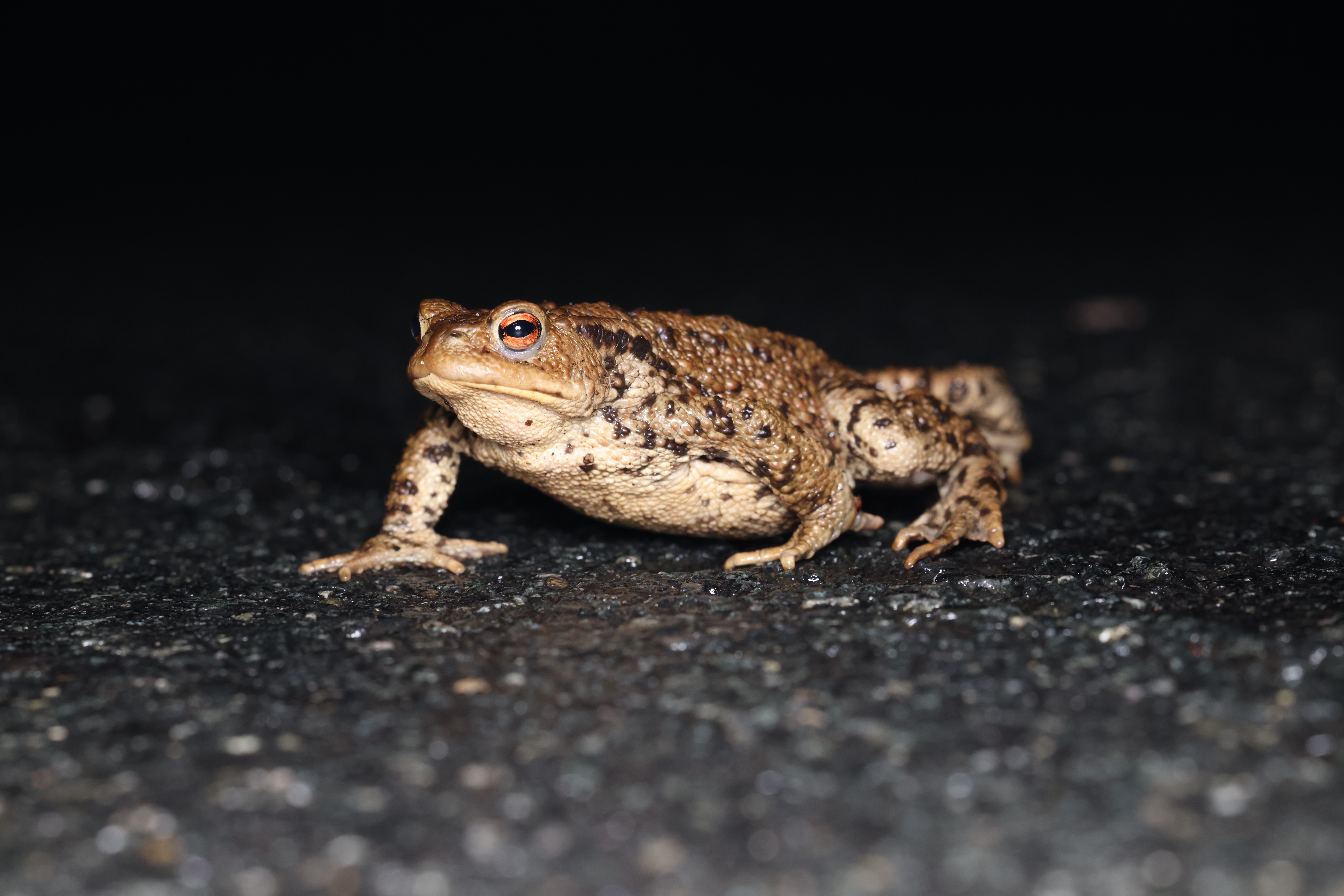 Erdkröte auf Straße