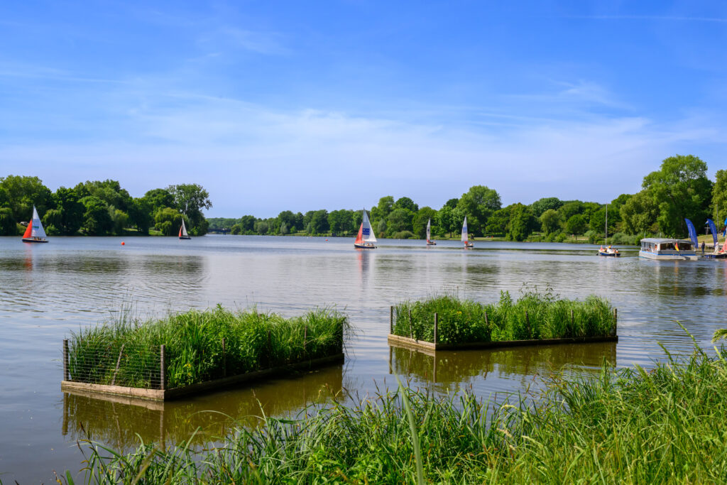 Röhrichtzonen im Aasee erhöht