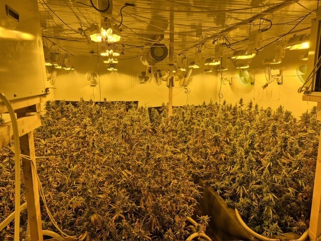 Plantage an der Königsstraße